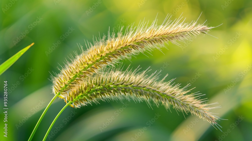 2. Detailed closeup of a grass flower, showcasing its fine textures against a blurred green backdrop with subtle patterns, perfect for a creative banner with space for text. 2. Detailed closeup of a grass flower, showcasing its fine textures against a blurred green backdrop with subtle patterns, perfect for a creative banner with space for text.