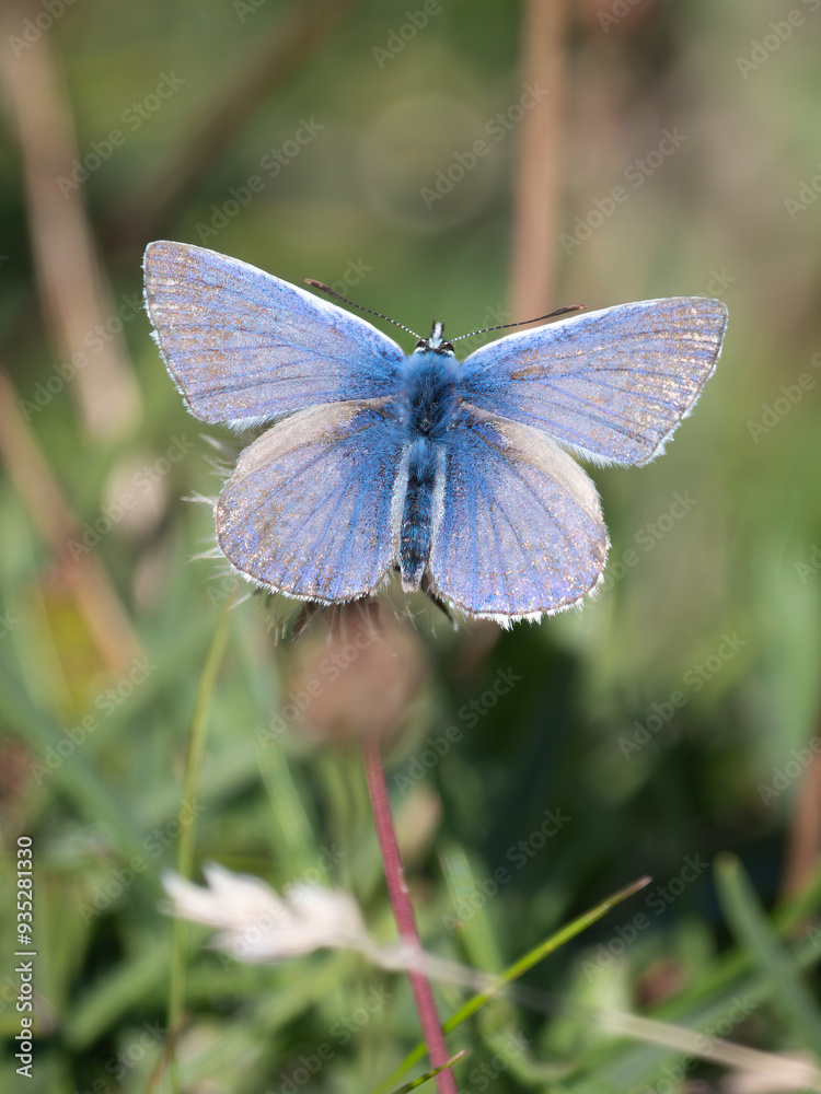 A Common Blue butterfly with wings spread A Common Blue butterfly with wings spread