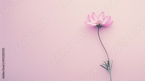 4. High-quality top-view photograph of a tiny flower set against a solid pastel backdrop, expertly composed to offer a generous area for personalized text, making it perfect for stylish and simple