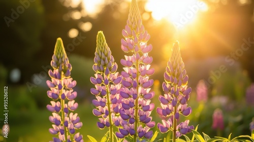 Stunning Wide Shot of Lupine Flower Garden Surrounded by Lush Greenery