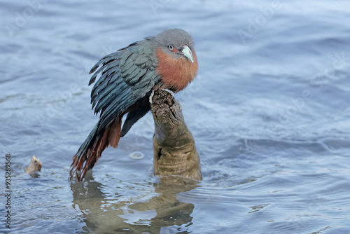 A chestnut-breasted malkoha stalks fish on a tree trunk washed up in the sea. This beautifully colored bird has the scientific name Phaenicophaeus curvirostris. photo