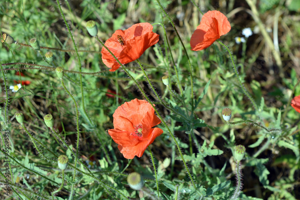 Beautiful, unusual colorful flowers, nature. Bright red blooming poppy flowers with green leaves against the background of golden dry grass, illuminated by the sun's rays. Beautiful, unusual colorful flowers, nature. Bright red blooming poppy flowers with green leaves against the background of golden dry grass, illuminated by the sun's rays.