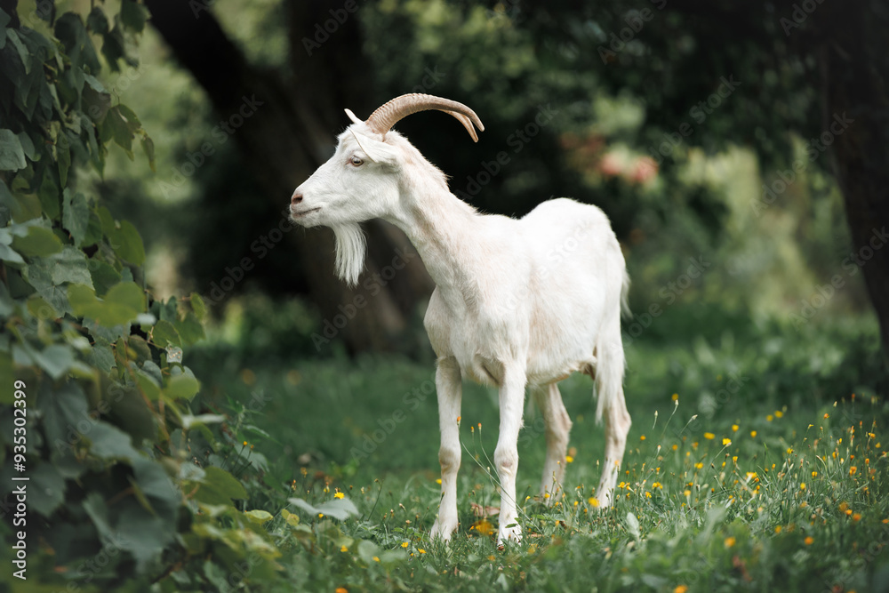 white goat with horns standing on green grass in summer white goat with horns standing on green grass in summer