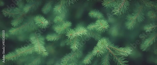 Vibrant Green Pine Tree Branches with Dense Canopy Leaves in Dar