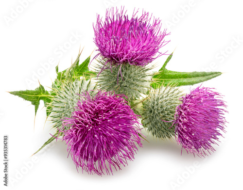 Milk thistle or St. Mary's thistle flowers isolated on white background.