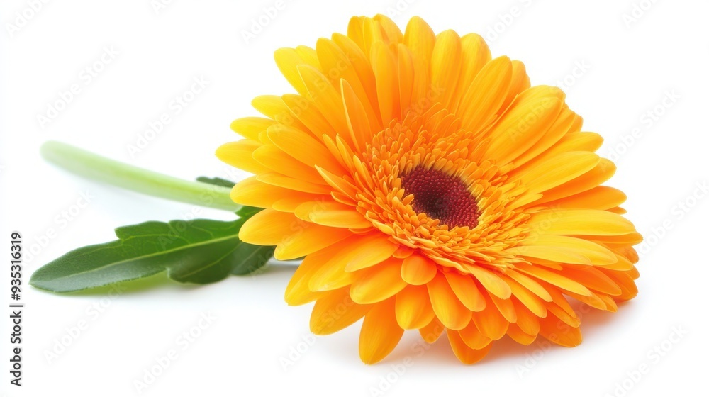 Vibrant Close-Up of a Single Gerber Flower on White Background - Beautiful Botanical Photography Vibrant Close-Up of a Single Gerber Flower on White Background - Beautiful Botanical Photography