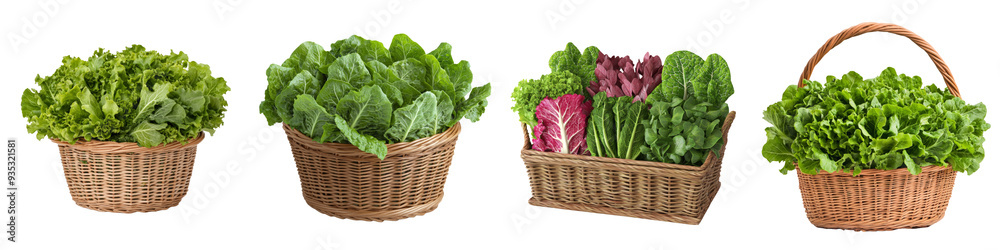 Top view of fresh green and red lettuce varieties, including leafy greens and Swiss chard, neatly arranged in wicker baskets on a transparent background. Top view of fresh green and red lettuce varieties, including leafy greens and Swiss chard, neatly arranged in wicker baskets on a transparent background.