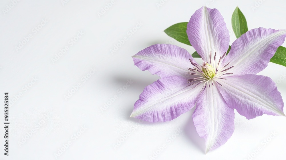 Obraz premium Vibrant Close-Up Shot of Clematis Flower on White Background - Beautiful Floral Photography
