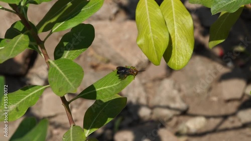 beautiful insect  on a leaf