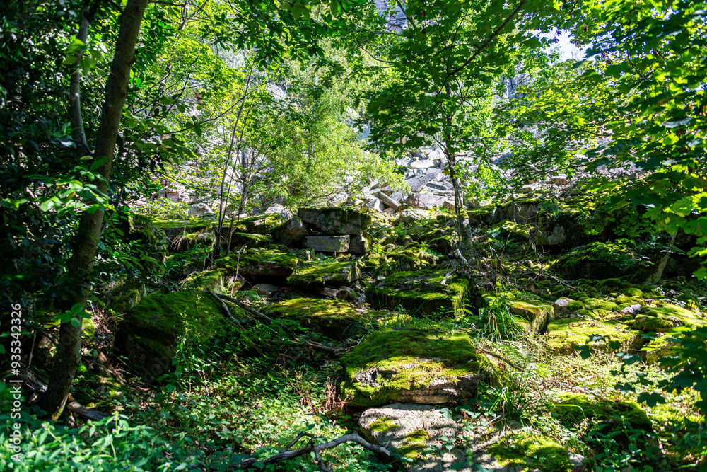 Fototapeta premium Steinmoos Landschaft