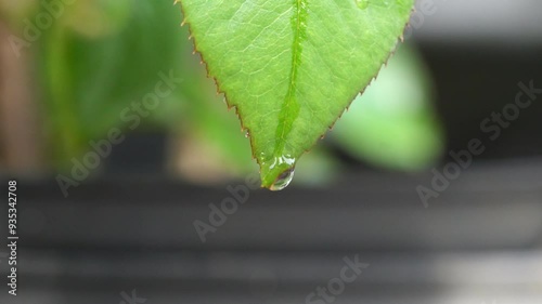 A drop of dew on the tip of the leaf
