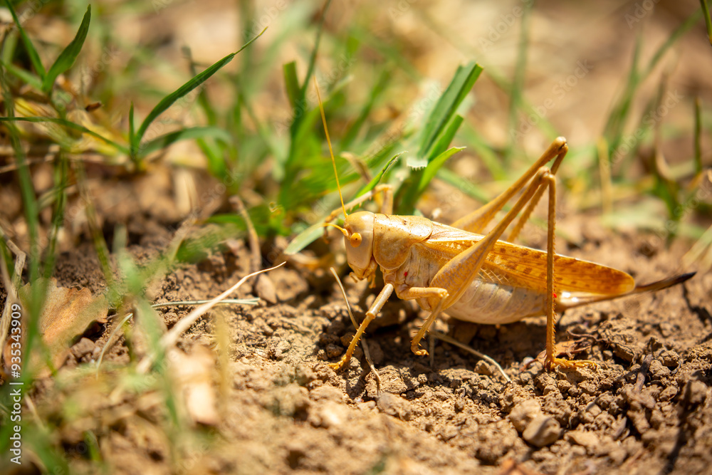 Locust close-up on plants. Locust invasion of agricultural fields. Exotic food of Asia.