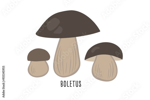 Boletus mushrooms, porcini vector illustration.