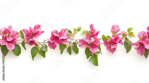 A vivid pink bougainvillea flower is painted in watercolor on a white background