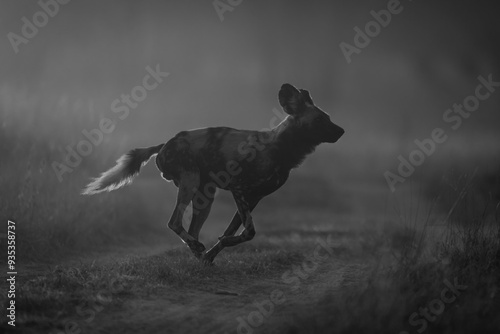 Mono African wild dog crossing dawn track photo