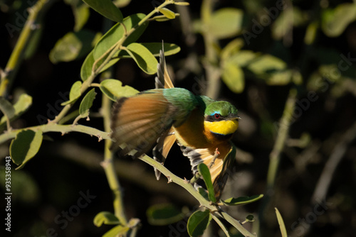 Little bee-eater takes off from green bush photo