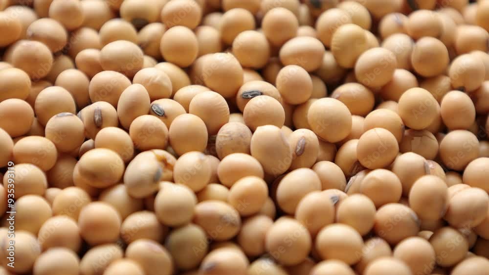 close up of soybean beans close up of soybean beans