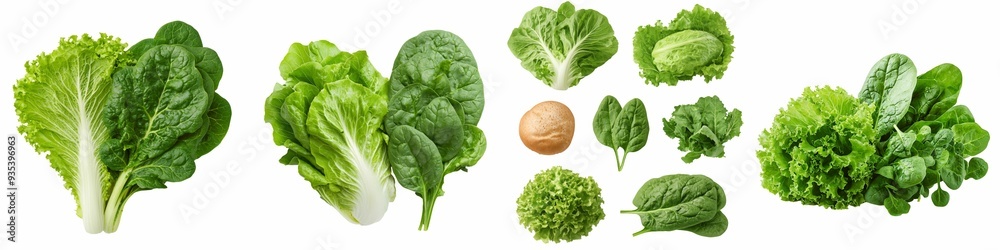 Top view of fresh green lettuce, spinach, and various leafy greens including a bread roll, all neatly arranged side by side on a transparent background. Top view of fresh green lettuce, spinach, and various leafy greens including a bread roll, all neatly arranged side by side on a transparent background.