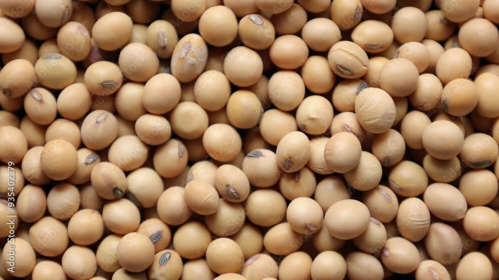 Top view of soybean bean texture background Top view of soybean bean texture background