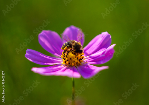 A bee collects nectar and pollen from a Cosmos flower.