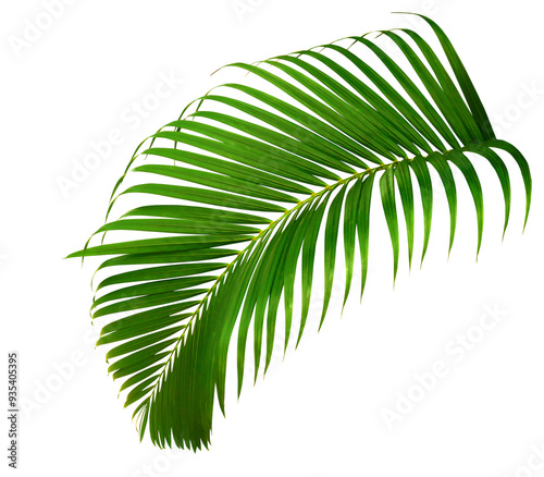 Tropical palm leaves. Green leaf of palm tree isolated on transparent background