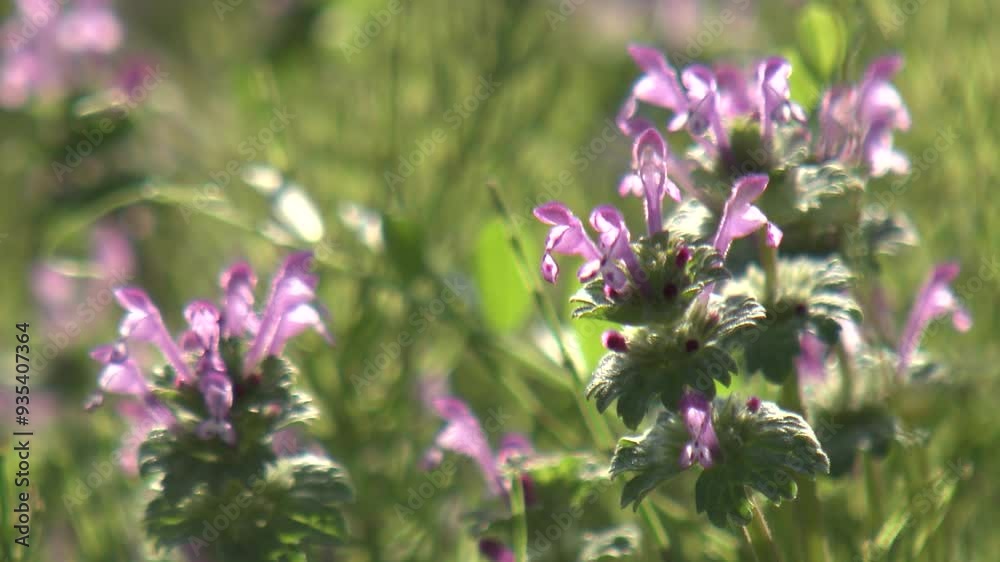 野に咲くレンゲの花