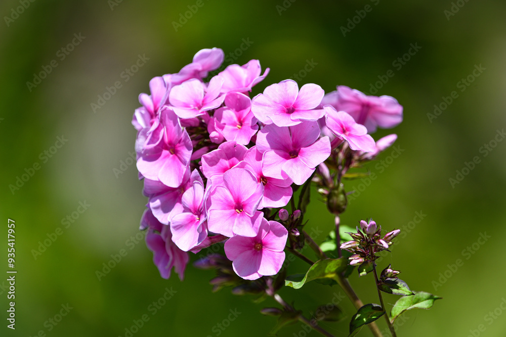 Beautiful flower in the garden Beautiful flower in the garden