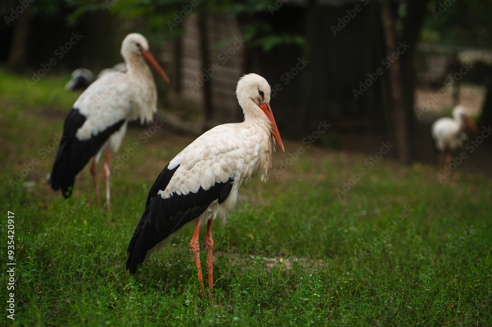 storks against the background of green grass in zoo storks against the background of green grass in zoo