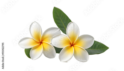 Plumeria (Frangipani) flower isolated on white background. Full clipping path