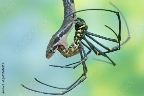 A yellow striped racer snake is preying on a spider. This non-venomous reptile has the scientific name Coelognathus flavolineatus. photo