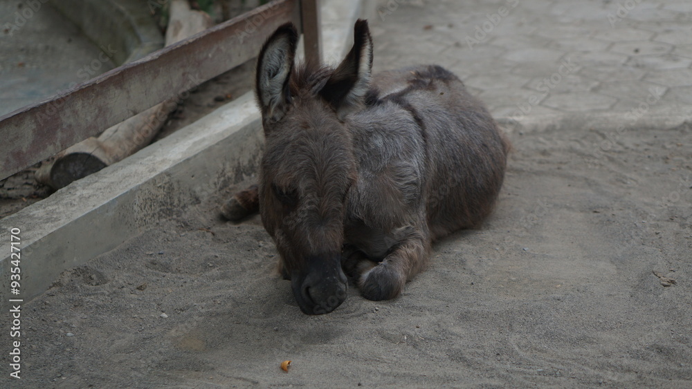 Donkeys or Equus asinus at Gembiroloka Yogyakarta safari park.