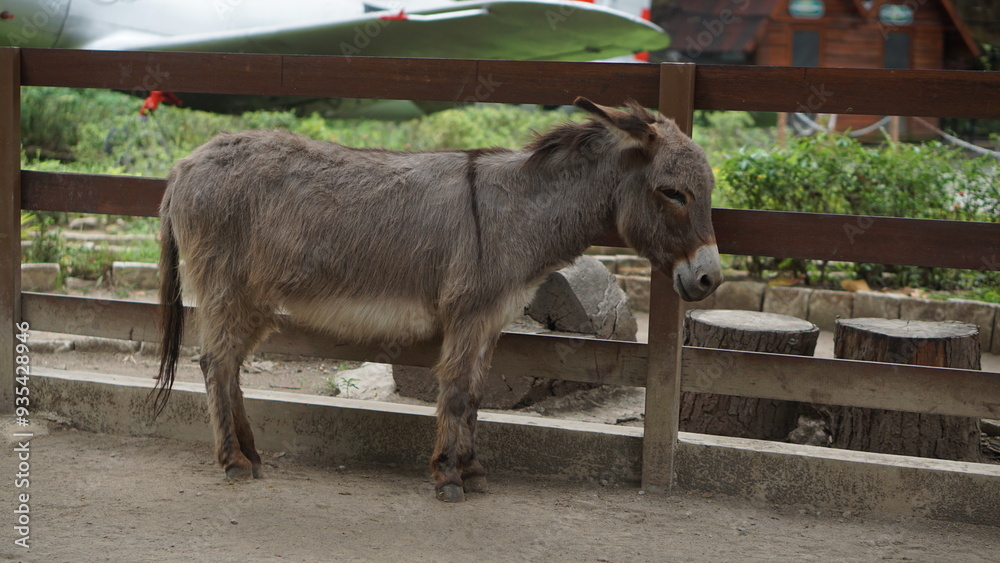 Donkeys or Equus asinus at Gembiroloka Yogyakarta safari park. Donkeys or Equus asinus at Gembiroloka Yogyakarta safari park.