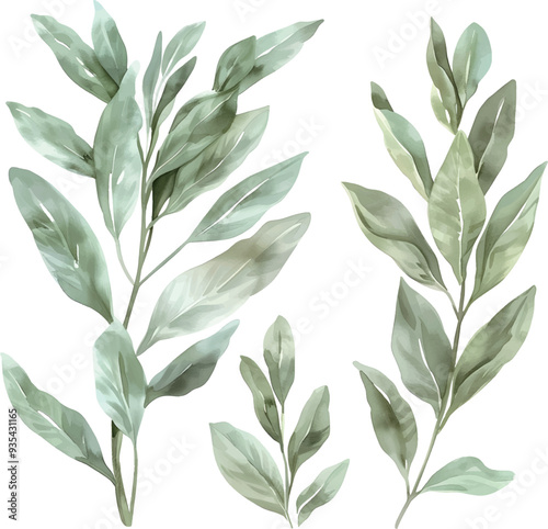 set of soft watercolor minimalist of Sage,white background,