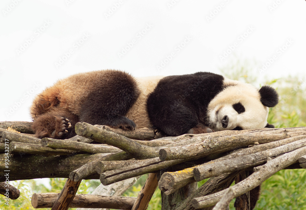 Obraz premium Panda