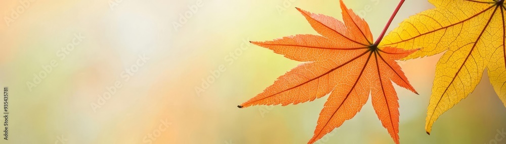 Close-up of an autumn maple leaf with transitioning colors, showcasing the natural beauty of seasonal change