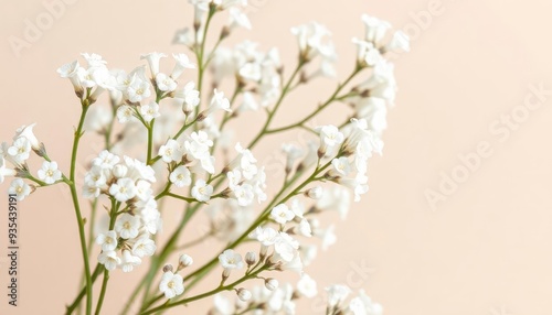 White gypsophila flowers or baby's breath flowers close up on beige background selective focus banner. Copy space. Flowers background, ai