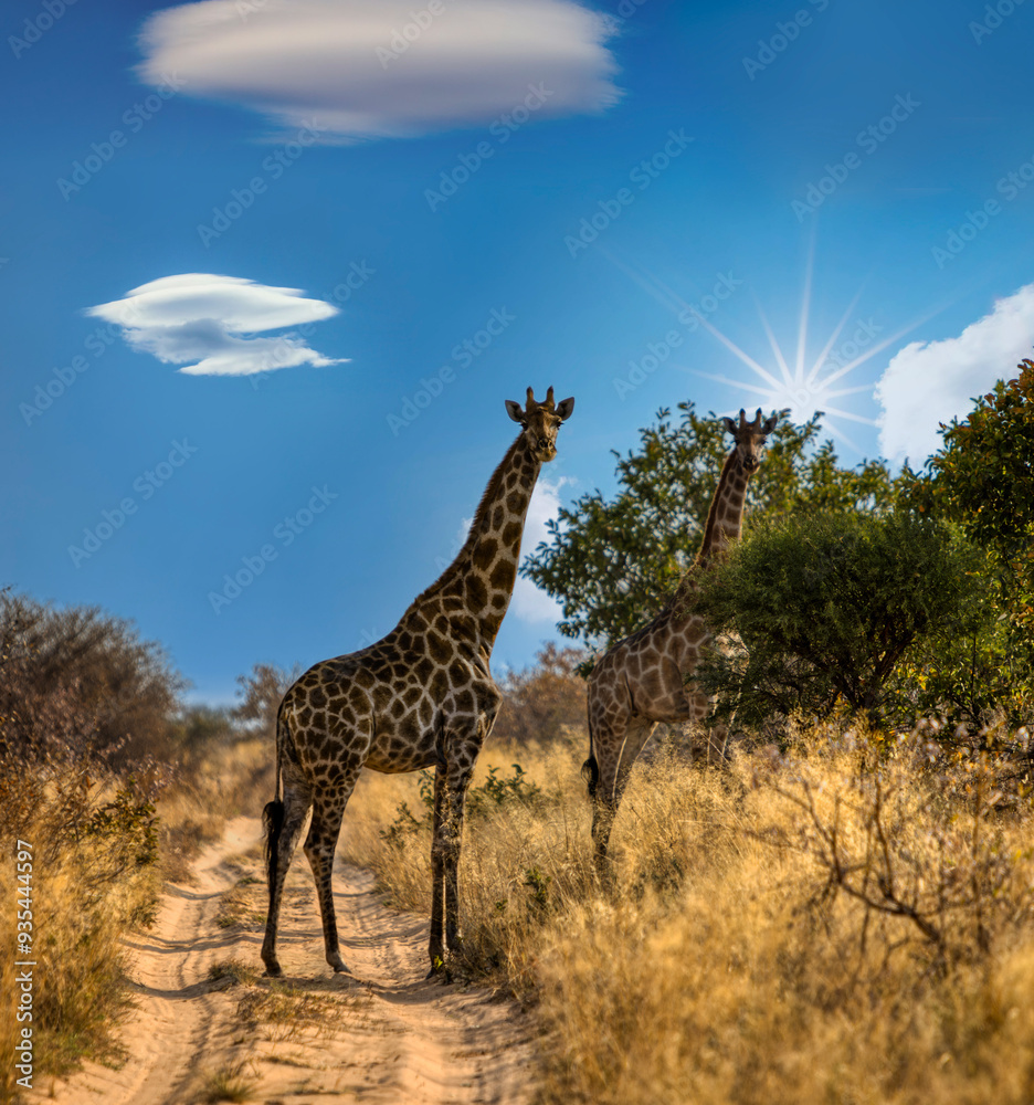 Obraz premium two giraffes in , Botswana, bush in the dry season, Khutse Game Reserve