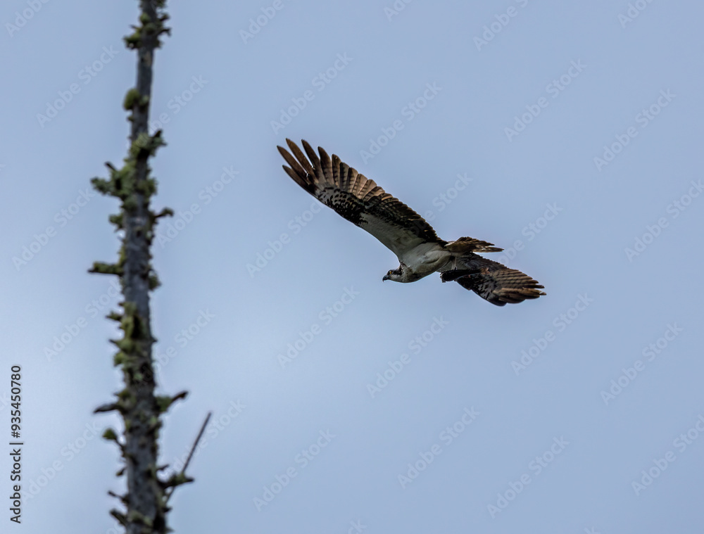 Fototapeta premium Osprey in flight in the sky 
