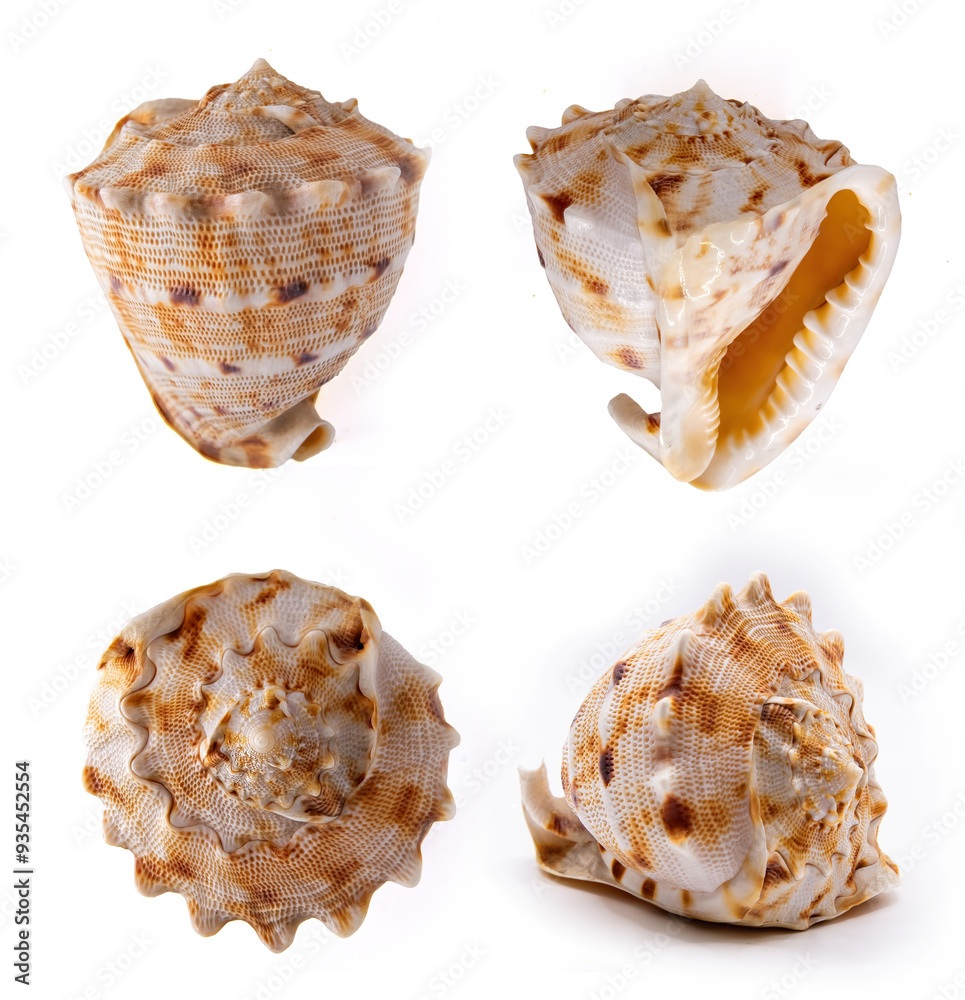 Cassis Cornuta Shell on white background Cassis Cornuta Shell on white background