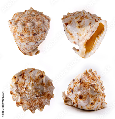 Cassis Cornuta Shell on white background