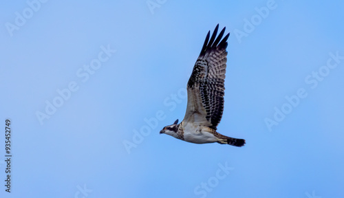 Osprey in flight in the sky 