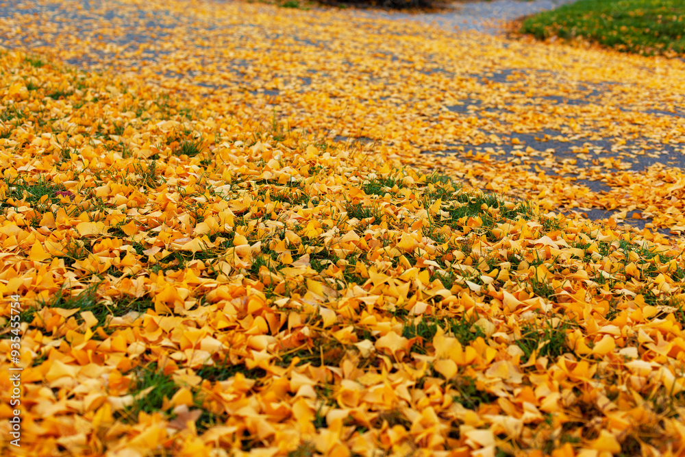 Obraz premium Many beautiful fallen yellow leaves of ginkgo biloba tree on street in park or garden in autumn close up, selective foc