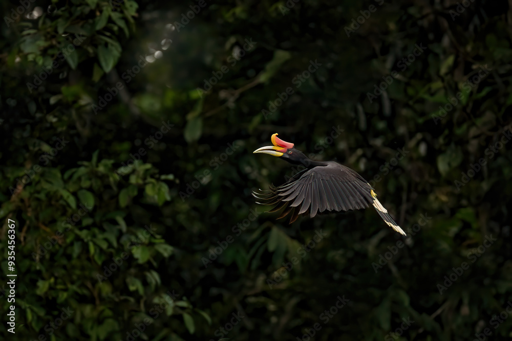 Naklejka premium Hornbill in dark tropic forest. Rhinoceros hornbill, Buceros rhinoceros, big black bird with orange bill beak in nature gorest habitat. Kinabatangan, Borneo, Malaysia. Flight bird.