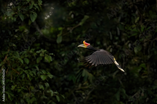 Hornbill in dark tropic forest. Rhinoceros hornbill, Buceros rhinoceros, big black bird with orange bill beak in nature gorest habitat. Kinabatangan, Borneo, Malaysia. Flight bird.