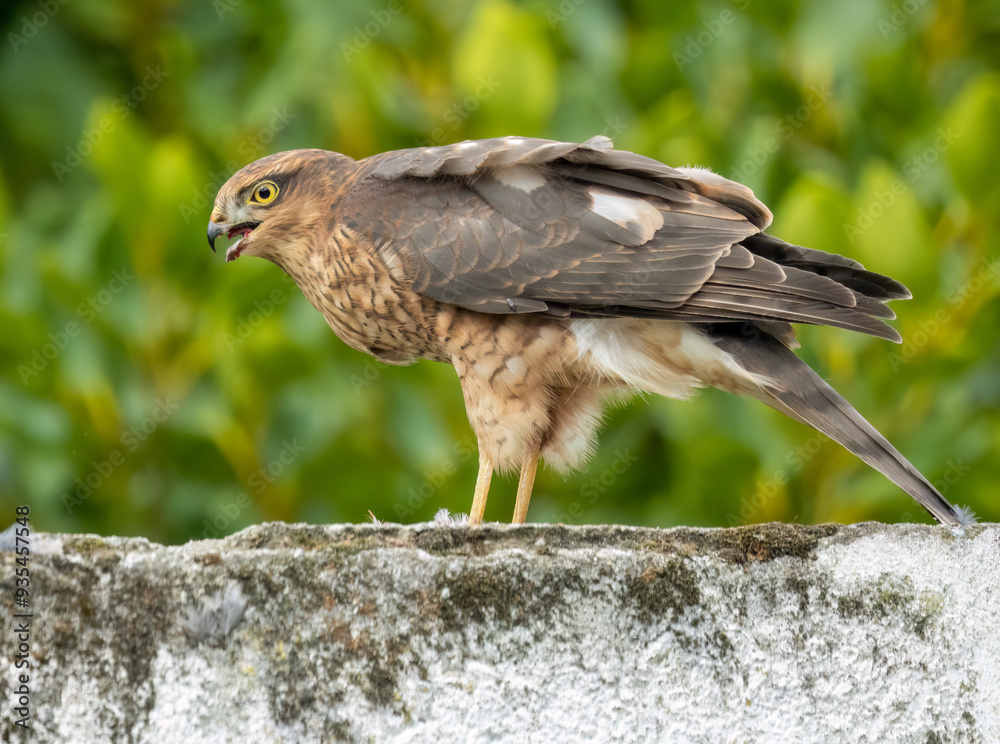Fototapeta premium Close up of a female sparrow hawk eating it's prey 