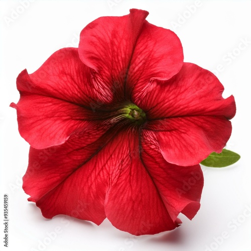 Single Red Petunia isolated on white background