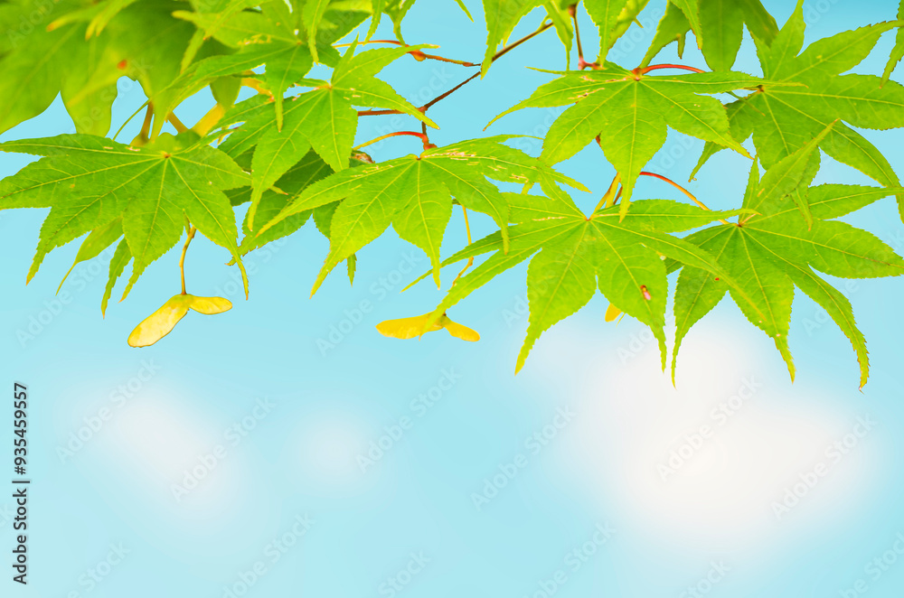 Obraz premium Maple Leaves On The Maple Tree on blue sky background.