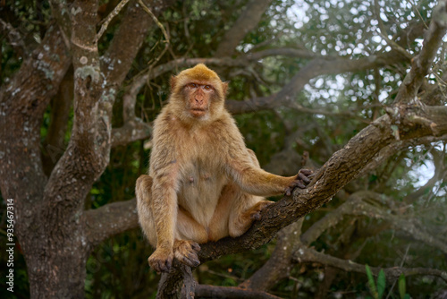 Barbary macaque, Macaca sylvanus, wild monkey in Gibraltar. The only one monkey species on the European continent. Urban wildlife on the top of Rock og Gibraltar. Animal in the nature.