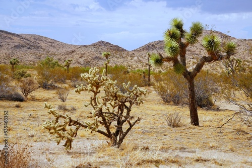joshua tree national park