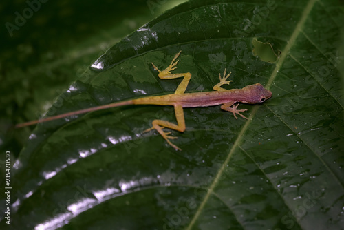 Photography Anolis limifrons, slender anole in the green leaf